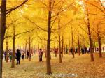 北京秋游好去处 奥森银杏“熟了”