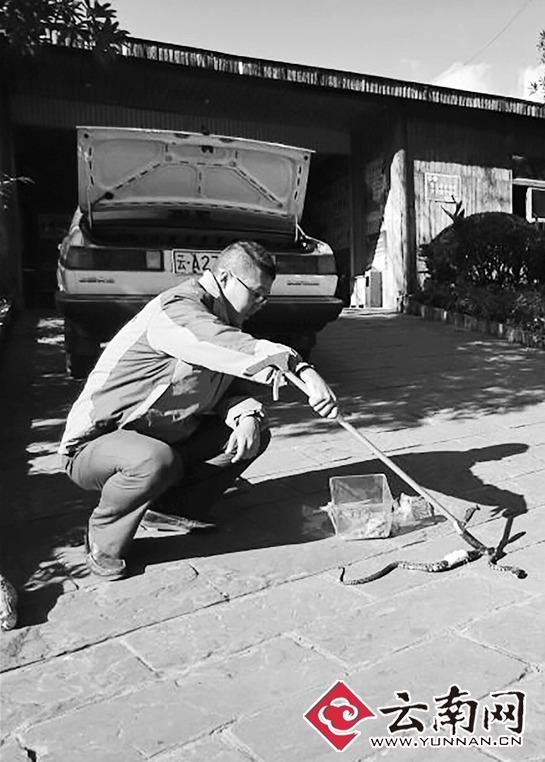 学生宿舍养毒蛇藏衣柜 老师无奈求助森林公安