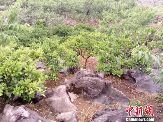 贵州石旮旯里长出“绿色经济”