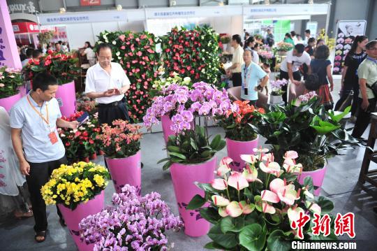 昆明国际花卉展开幕多国鲜花“春城”争艳