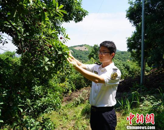 浙江宁波杨梅首次出口中东每公斤价格超百元人民币