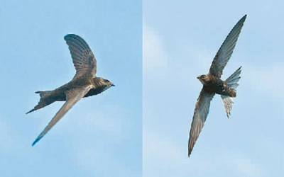 北京雨燕为何濒临消失