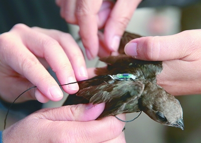 北京雨燕为何濒临消失