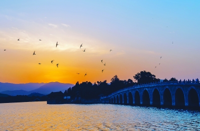 北京雨燕为何濒临消失