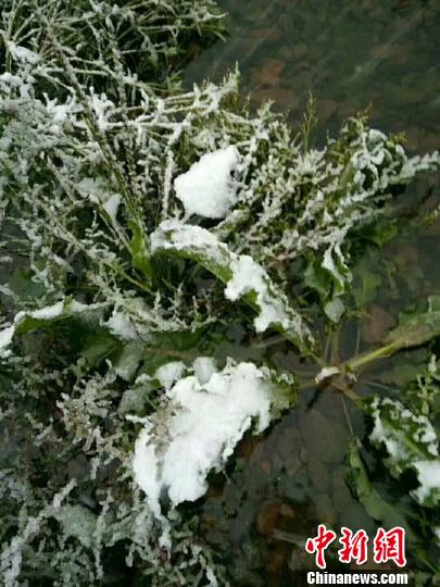 中国“北极”漠河迎来今秋首场降雪，街路两侧出现薄薄积雪。　王景阳 摄