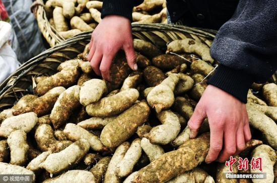 2016年12月04日，重庆，海拔1600多米的重庆市云阳县农坝镇云峰山上，正值乌天麻采挖季节。两名跟随父母上山挖麻的中学生参加劳动，体验爸爸、妈妈劳作的艰辛，小手冻得通红也不轻言累、从不叫声苦。孩子们随同父母参加劳动，打工挣零化钱，既体验生活，也减轻家庭负担，还学到了劳动能力和耕作技术，熟悉了家乡环境。图片来源：视觉中国