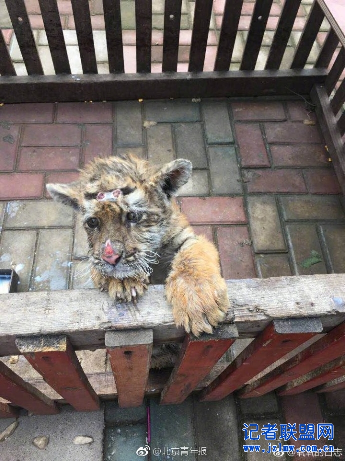 公园虎崽鼻子受伤遭虐?园方:它翻越围栏擦伤所致