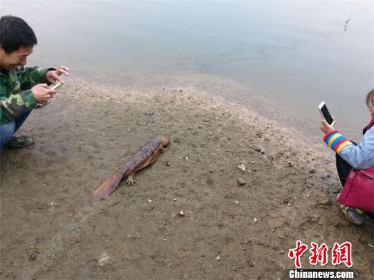 武汉一对夫妻修下水道掏出娃娃鱼上交野生动物保护站