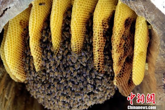 贵州施秉:原生态“聚宝盆”蜜蜂酿“甜”百家