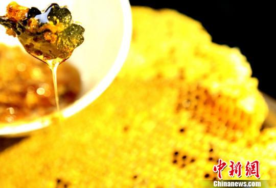 图为蜂农割出的金灿灿蜂蜜。 奉力 摄