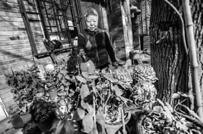 昨天,在东城区史家胡同,一位老人在打理自家种植的菊花。房前的各类盆栽花卉被精心布置成一座小花坛。 实习记者 武亦彬摄