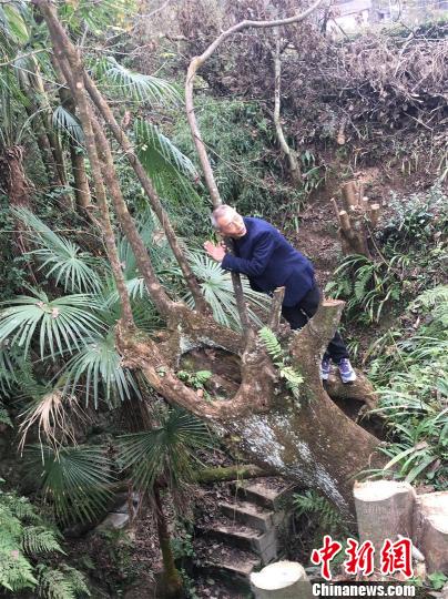 张济平当年就是趴在槐树下听到天坑内传出的水流声 郭晓莹 摄