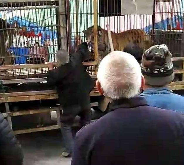 淅川一广场发生老虎伤人事件 被咬老人已经苏醒