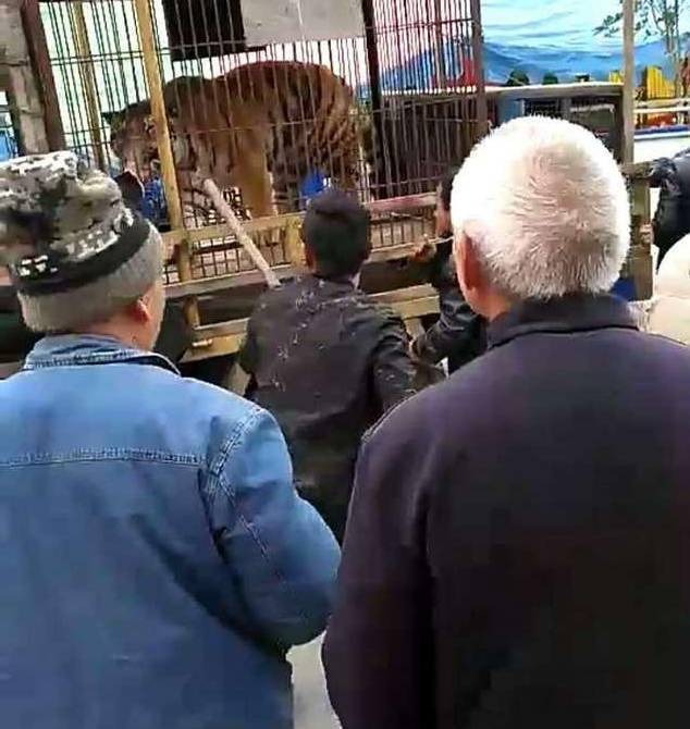 淅川一广场发生老虎伤人事件 被咬老人已经苏醒