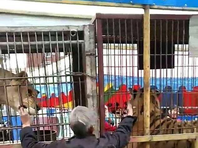 淅川一广场发生老虎伤人事件 被咬老人已经苏醒