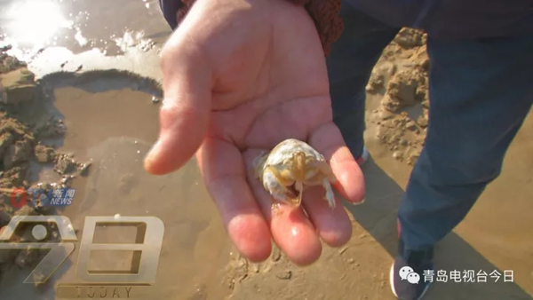 青岛市民组团挖海知了 专家:再吃又要灭绝了