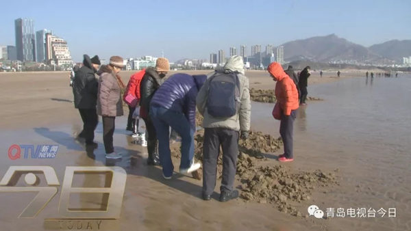 青岛市民组团挖海知了 专家:再吃又要灭绝了