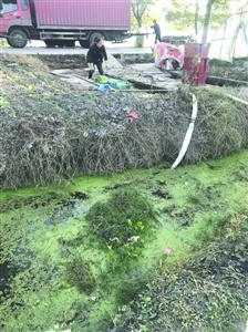 图说：清洗后蔬菜就会被运往市场，而清洗蔬菜的水塘水疑似来自旁边的小沟