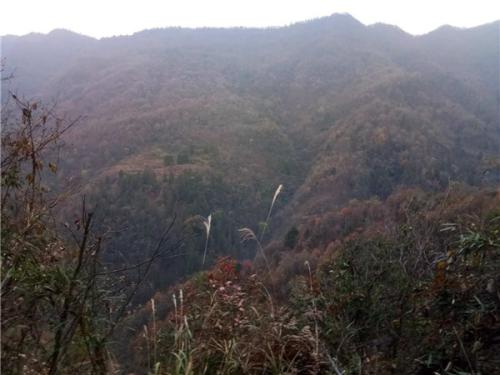 刘家坪村三组 黑熊曾出现过的区域