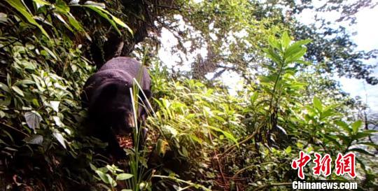 云南景东红外相机拍到黑熊活动轨迹（图）