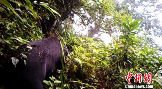 图为红外相机拍摄到的黑熊