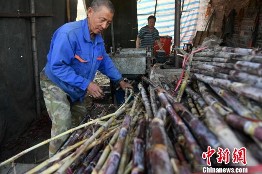 闽东古法制糖“老树发新芽”村民共享甜蜜事业