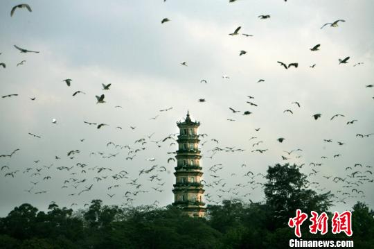 图为数千只“白鹭”在惠州西湖上空自由飞翔。　方炳旭 摄