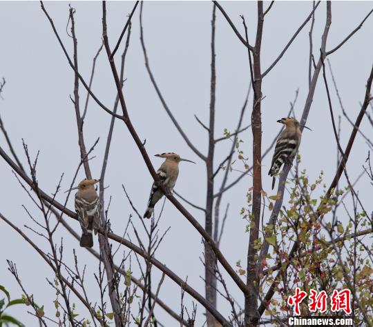 图为在惠州西湖的“戴胜”。　周纪刚 摄