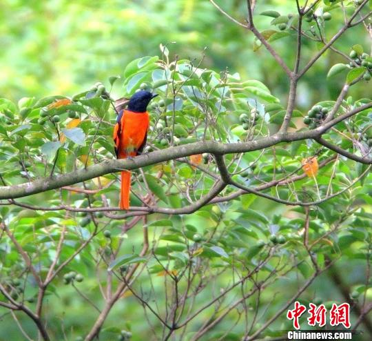 广东惠州西湖珍贵“留鸟”超50种成万只白鹭栖息之地