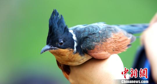 图为在惠州西湖的“红翅凤头鹃”。　周纪刚 摄