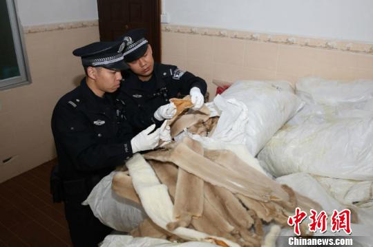 南宁海关破获水貂皮走私案现场查扣水貂皮5251张