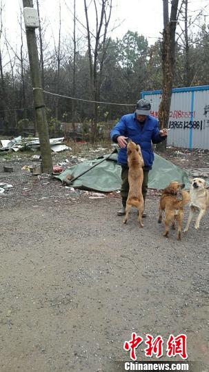 小狗成为金际银的好搭档。 金长清 摄