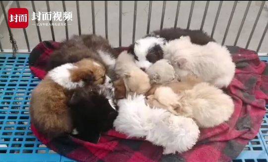 狗年能否带火今年狗市？商家:泰迪200元无人要