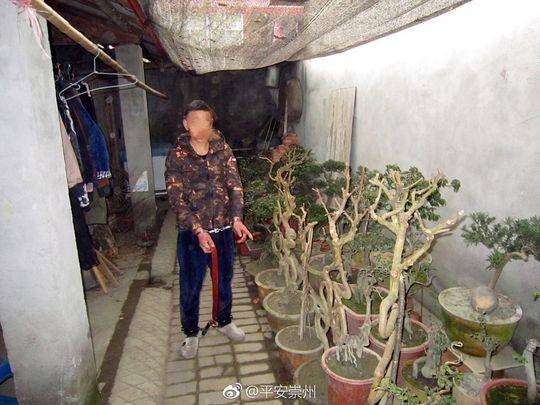 雅贼偷盗名贵盆景贱卖 上万元罗汉松数百元卖