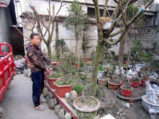 雅贼偷盗名贵盆景贱卖 上万元罗汉松数百元卖